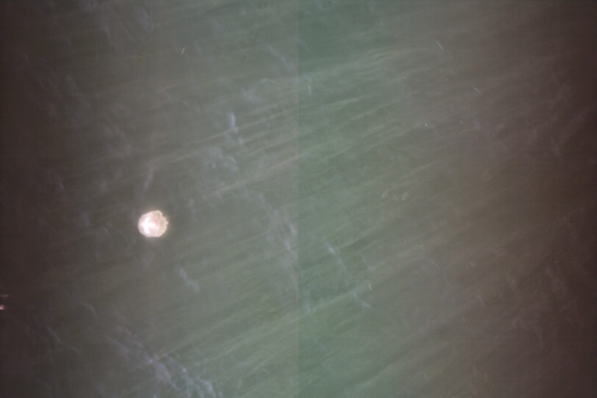 JellyFish-23-Oct-2012_onboard_image